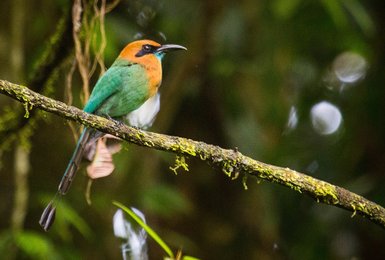Bunter Motmot sitzt auf einem Ast in La Quinta de Sarapiquí – Costa Rica Familienreise