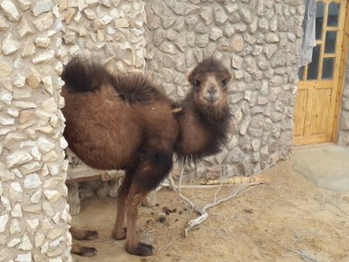 Ein Kamel steht entspannt neben einer steinernen Wand, während die Tür eines rustikalen Gebäudes im Hintergrund sichtbar ist.