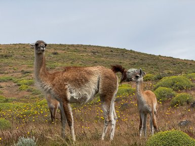 Eine Gruppe von Lamas steht in einer blühenden Landschaft mit sanften Hügeln im Hintergrund.