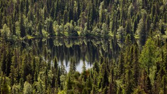 Ein ruhiger See spiegelt die üppige grüne Waldlandschaft wider, umgeben von hohen Nadelbäumen und frischem Laub.