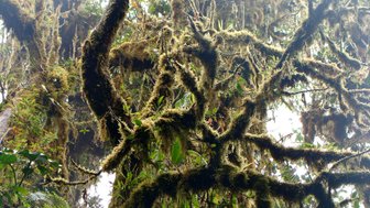 Ein einzigartiger Baum im mystischen Nebelwald von Monteverde – Costa Rica Familienreise