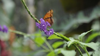 Ein leuchtend orangefarbener Schmetterling sitzt auf einer lila Blüte, umgeben von grünen Blättern und unscharfen Pflanzen im Hintergrund.