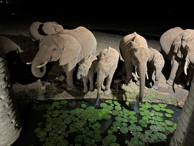 Eine Gruppe von Elefanten steht am Ufer eines Teiches, während sie die Wasseroberfläche betrachten.