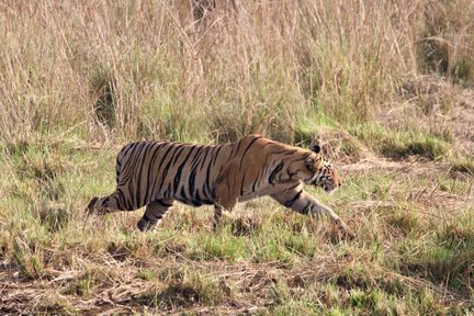 Ein Tiger schleicht durch hohes Gras, seine markanten Streifen heben sich deutlich von der Umgebung ab.