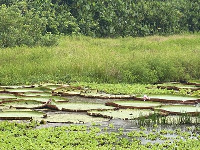 Eine ruhige Wasserlandschaft mit großen Seerosenblättern, umgeben von üppigem, grünem Gras und Bäumen im Hintergrund.