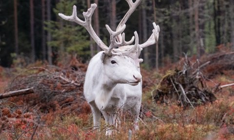 Rentiert im Wald - Finnland mit Kindern