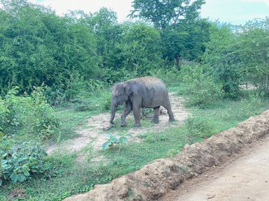 Ein einzelner Elefant steht am Straßenrand im Udawalawe Nationalpark – Sri Lanka mit Kindern
