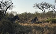Zebras in freier Wildbahn - Südafrika Family & Teens - Südafrika mit Kindern & Jugendlichen