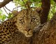 Leopard sitzt im Baum - Tansania Individualreise mit Kindern