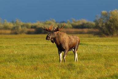 Ein majestätischer Elch steht in einem weiten, grünen Feld, umgeben von sanften Hügeln und einem dramatischen Himmel.