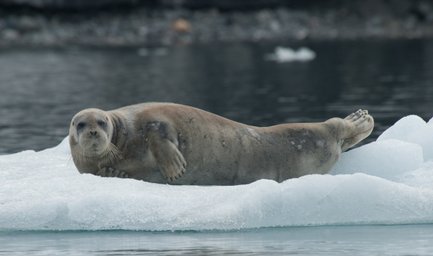 Eine Robbe liegt entspannt auf einem Eisblock, umgeben von ruhigem Wasser und einer natürlichen, felsigen Kulisse im Hintergrund.