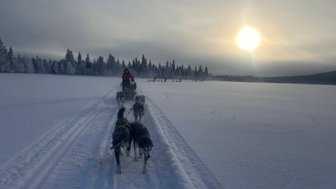 Ein Hundeschlitten zieht durch eine verschneite Landschaft, während die Sonne hinter den Bäumen aufgeht.