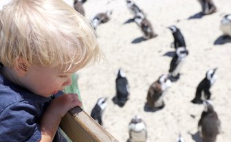 Kind beobachtet Pinguine am Boulders Beach – Garden Route Reise mit Kindern