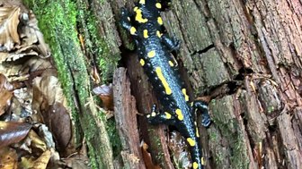 Ein schwarzer Salamander mit gelben Punkten krabbelt über eine moosbedeckte Baumrinde im Wald.