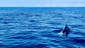 Ein Delfin springt aus dem tiefblauen Wasser, während sanfte Wellen im Hintergrund glitzern und die Sonne scheint.