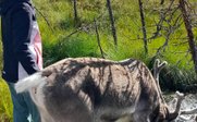 Mädchen hält Rentier an der Leine - Finnland for family Sommer - Finnland mit Kindern im Sommer 