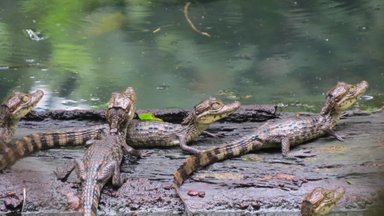 Babykrokodile im EcoCentro Danaus in Alajuela – Costa Rica Familienreise