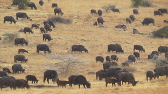 Büffelherde beim friedlichen Grasen in der weiten Savanne – Tansania Reise mit Kindern