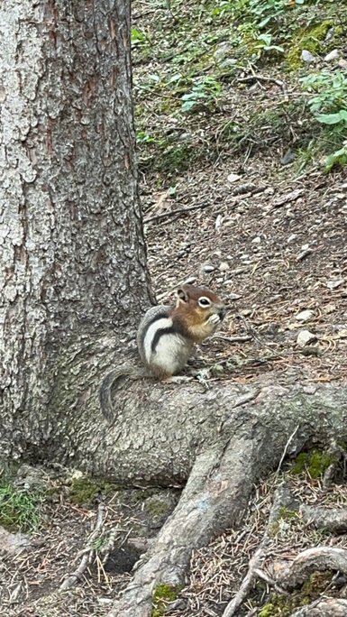 Ein Eichhörnchen sitzt auf einem Baumstamm und knabbert an einer Nuss, umgeben von einem grünen Waldboden.