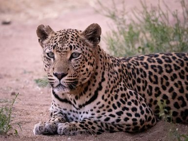 Ein Leopard liegt entspannt auf dem Boden, umgeben von sanften Gräsern und einem natürlichen, erdigen Hintergrund.