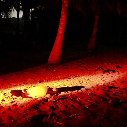 Eine Schildkröte gräbt sich in den Sand, beleuchtet von rötlichem Licht, umgeben von Palmen in der Dunkelheit.