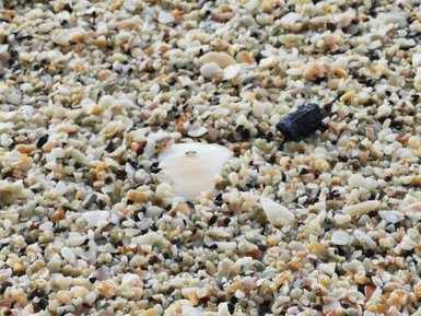 Muscheln am Strand von Playa Conchal an der Nordpazifikküste Costa Ricas – Costa Rica Familienreise