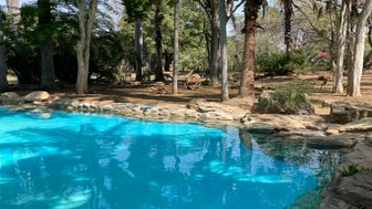 Blick auf den Swimmingpool im Makutsi Game Reserve – Südafrika Reise mit Kindern