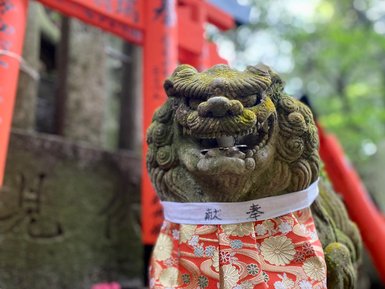 Ein steinerner Löwenhund mit einem bunten, gemusterten Gewand steht vor roten Torii-Toren in einer grünen Umgebung.