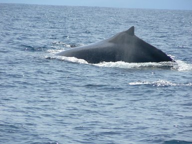 Wal schwimmt vor der Küste der Drake Bay – Costa Rica mit Kindern