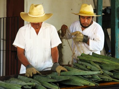 Sisal-Arbeiter bei der traditionellen Verarbeitung auf der Hacienda Sotuta de Peón – Mexiko Reise mit Kindern
