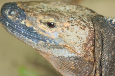 Ein detailreiches Porträt einer Iguana mit schuppiger Haut und auffälligen blauen Akzenten auf dem Kopf und Hals.
