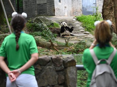 Ein Panda sitzt entspannt auf einem Steinweg und hält einen Bambusstock, während zwei Besucher ihn beobachten.