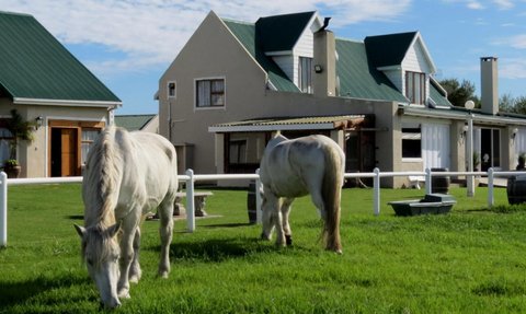 Zwei weiße Pferde grasen friedlich auf einer saftigen Wiese vor einem charmanten Landhaus mit grünem Dach.