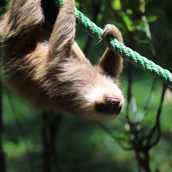 Faultier klettert gemütlich an einem Seil im Dschungel – Costa Rica Reise mit Kindern