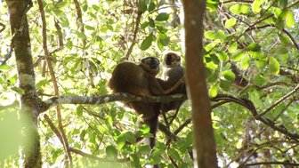 Zwei Lemuren sitzen eng umschlungen auf einem Ast, umgeben von üppigem, grünem Laub im Ranomafana Nationalpark.