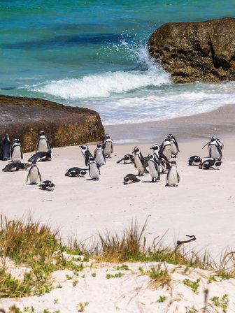 Pinguine am Boulders Beach spielen zwischen den runden Granitfelsen – Garden Route Familienreise