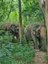 Zwei Elefanten gehen durch Wald - Thailand for family - Thailand mit Kindern