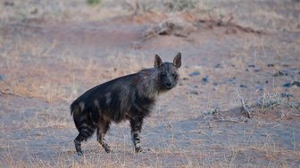 Eine Hyäne steht in der Natur - Namibia Rundreise mit Kindern