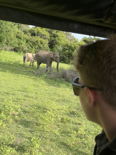 Ein Junge beobachtet fasziniert zwei Elefanten in der Wildnis, umgeben von üppigem Grün und Bäumen im Hintergrund.