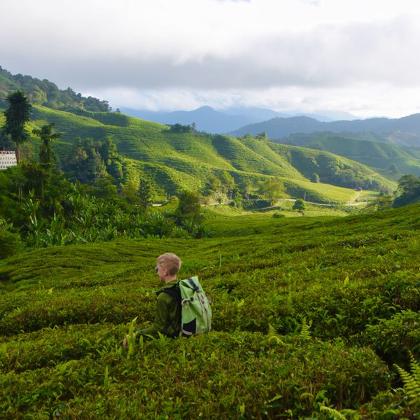 Kind erkundet neugierig die gepflegten Wege zwischen den Teebüschen der Cameron Highlands – Malaysia & Borneo Reise mit Kindern