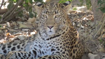 Ein Leopard liegt entspannt im Schatten, umgeben von trockenen Blättern und Ästen, mit einem ruhigen, durchdringenden Blick.