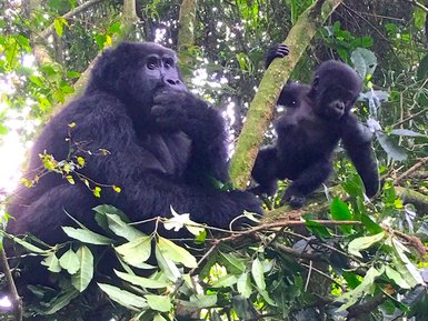 Ein großer Gorilla sitzt auf einem Ast und schaut nachdenklich, während ein Jungtier neben ihm spielt.