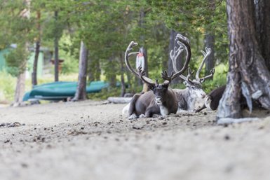 Zwei Rentiere ruhen entspannt am Ufer, umgeben von Bäumen und einer grünen Kanuflotte im Hintergrund.