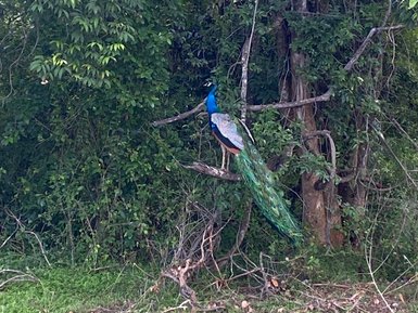 Farbenprächtiger Pfau in freier Wildbahn im Udawalawe Nationalpark – Sri Lanka Reise mit Kindern