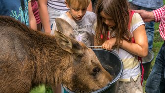 Ein Wildschwein wir von zwei Kindern aus einem Eimer gefüttert 