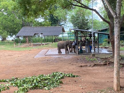 Elefantenwaisen im Schutzgebiet Elephant Transit Home im Udawalawe Nationalpark – Sri Lanka Reise mit Kindern