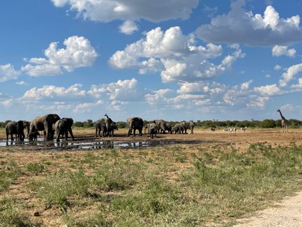 Elefanten, Giraffen und Zebras an einem Wasserloch - Namibia Urlaub mit Kindern