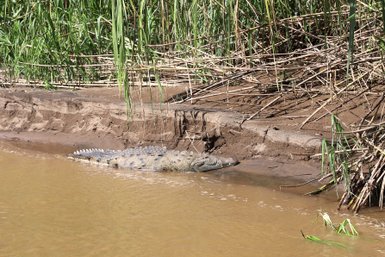 Krokodil am Flussufer während einer Schlauchboot-Tour bei der Maquenque Eco Lodge – Familienreise Costa Rica