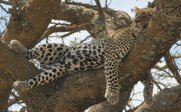 Ein Leopard schläft auf einem Ast - Tansania Family & Teens - Tansania mit Jugendlichen