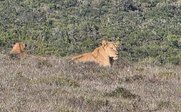 Löwe liegt im Gras - Garden Route Familienreise
